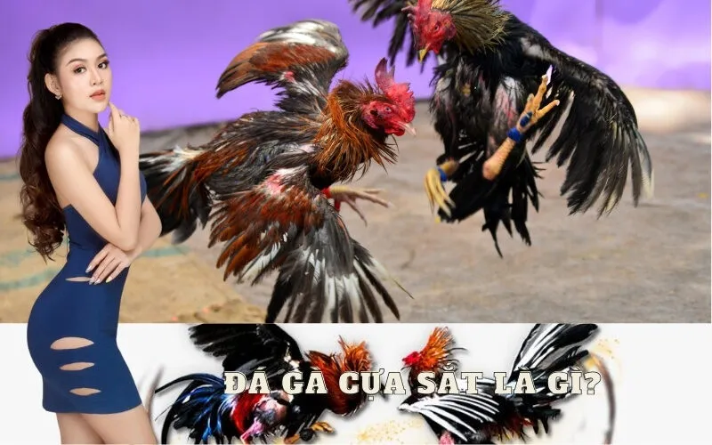 Giải Thích Chi Tiết Đá Gà Cựa Sắt Là Gì Cho Người Mới Bắt Đầu