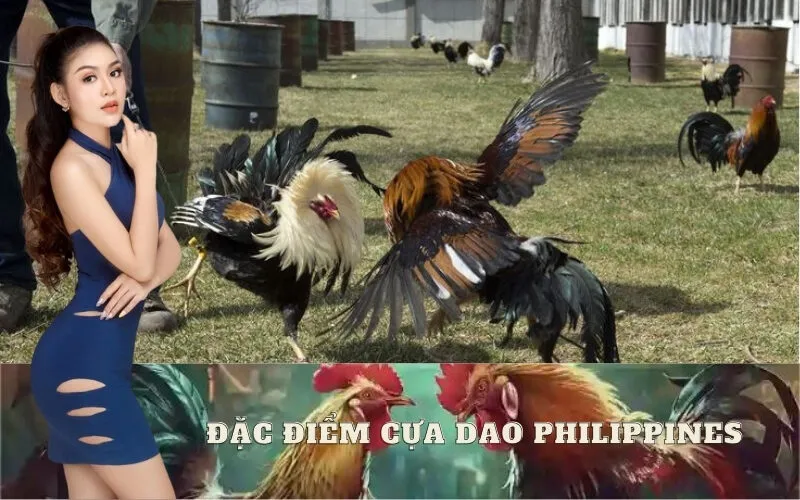 Đặc Điểm Cựa Dao Philippines: Loại Cựa Dao Phổ Biến