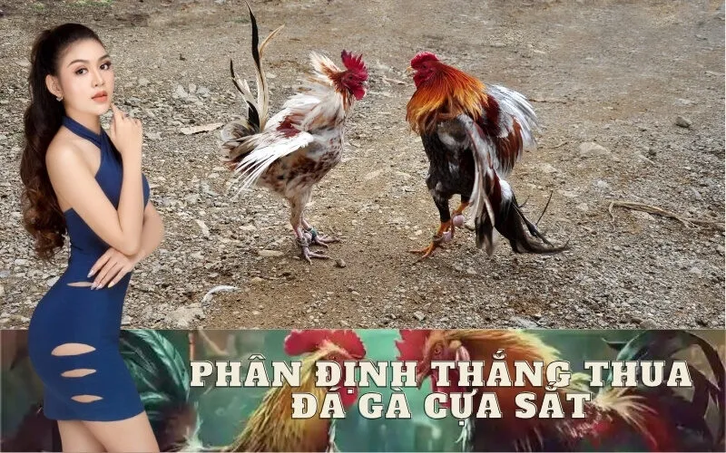 Cách Phân Định Thắng Thua Đá Gà Cựa Sắt Chuẩn
