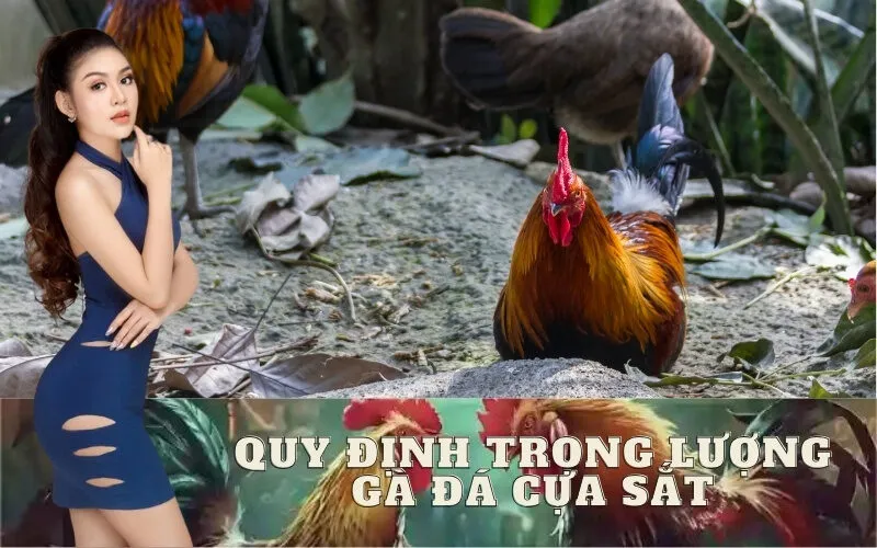 Quy Định Trọng Lượng Đá Gà Cựa Sắt Như Thế Nào