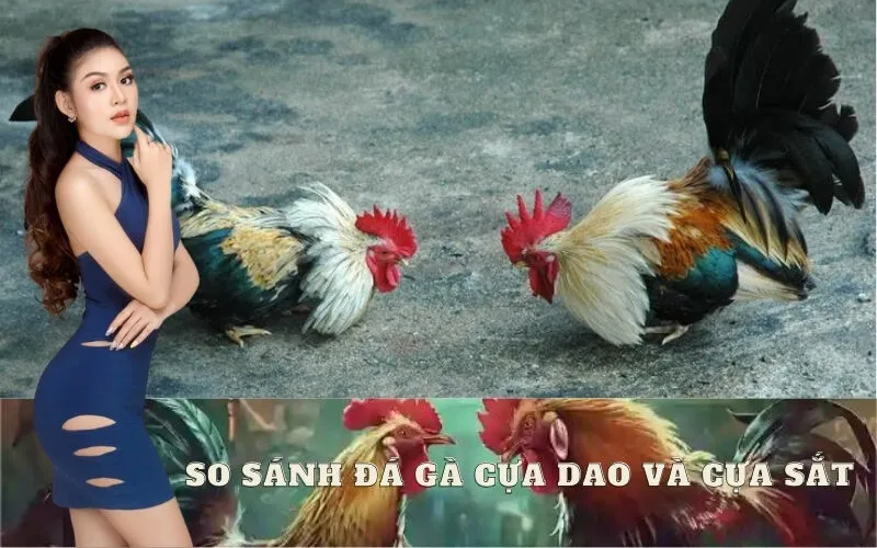 So Sánh Chi Tiết Giữa Đá Gà Cựa Dao và Đá Gà Cựa Sắt