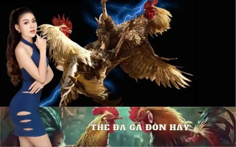 Tìm Hiểu Các Thế Đá Gà Đòn Hay và Phổ Biến Nhất